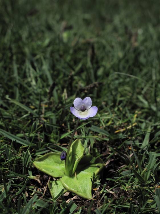 Pinguicula corsica